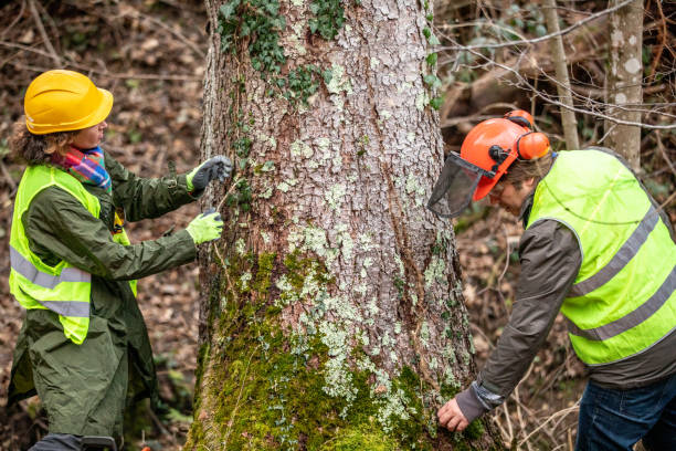 Best Tree Preservation Services  in Whitinsville, MA